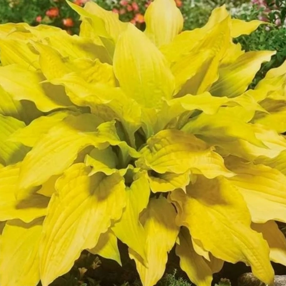 Хоста гибридная Липстик Блонд/К