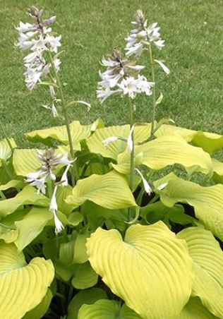 Хоста гибридная Пьедмонт Голд/К