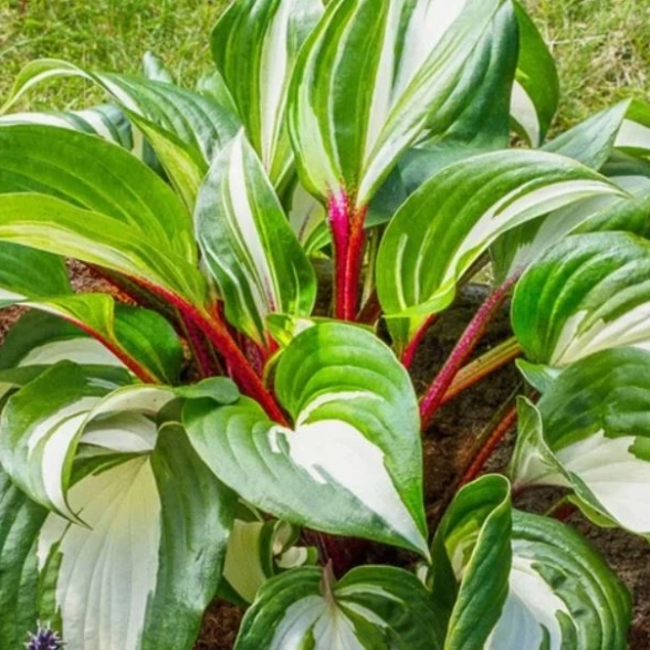 Хоста гибридная Расберри Сандей/К