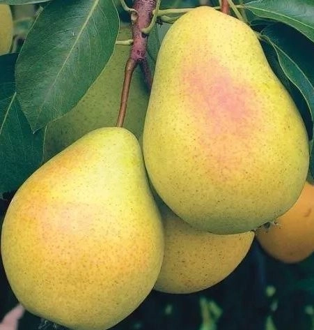 Груша Млиевская ранняя (летняя) ОКС