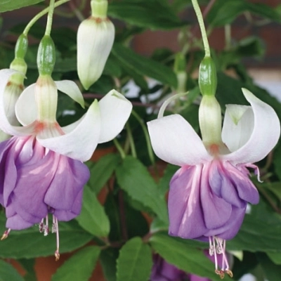 Фуксия Blue Mirage у/ч