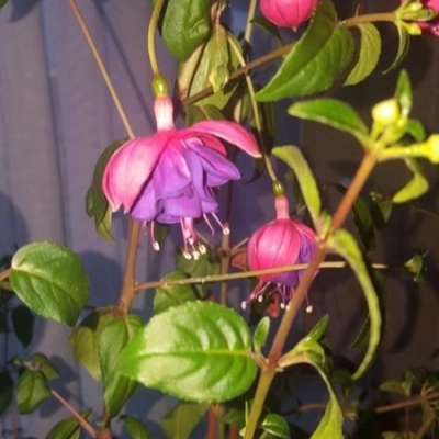 Фуксия Dark Eyes у/ч