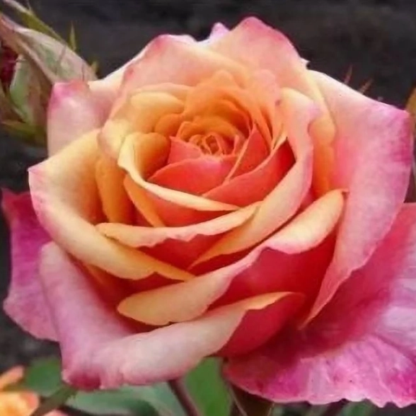 Роза чг ЧЕРРИ БРЕНДИ кр-оранж.110см с4