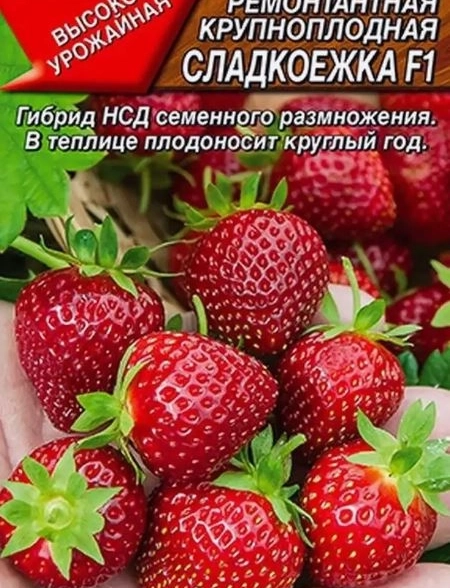 Земляника ремонтантная Сладкоежка 10шт Аэлита Ц