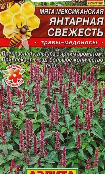 Мята Мексиканская Янтарная свежесть аэлита ц