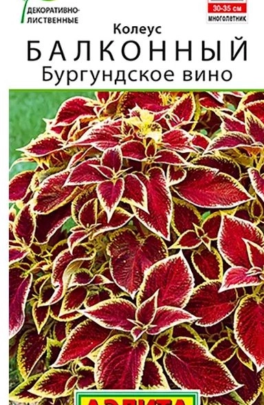 Колеус Бургундское вино Аэлита Ц