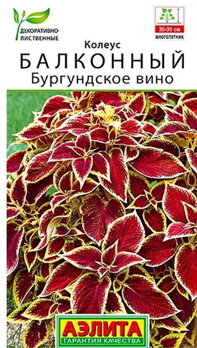 Колеус Бургундское вино Аэлита Ц