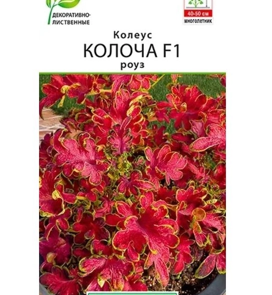 Колеус Колоча роуз Аэлита Ц х10