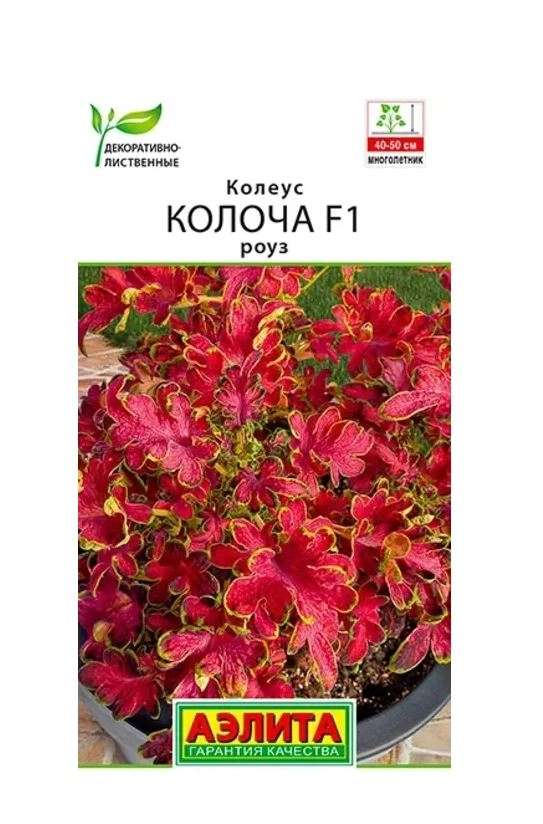 Колеус Колоча роуз Аэлита Ц х10