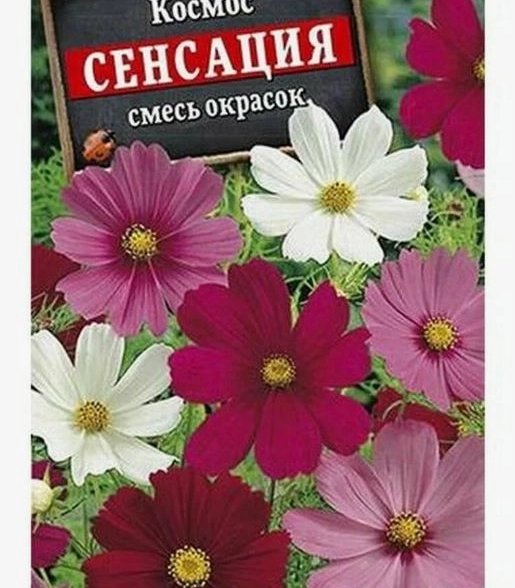 Космос Сенсация дваждыперистый Аэлита Ц