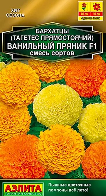 Бархатцы Ванильный пряник Аэлита Ц