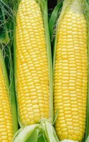 Кукуруза Сахарная Фея Аэлита Ц