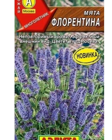 Мята Флорентина Аэлита Ц
