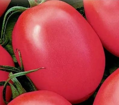 Томат Утренняя роса розовая Аэлита Ц