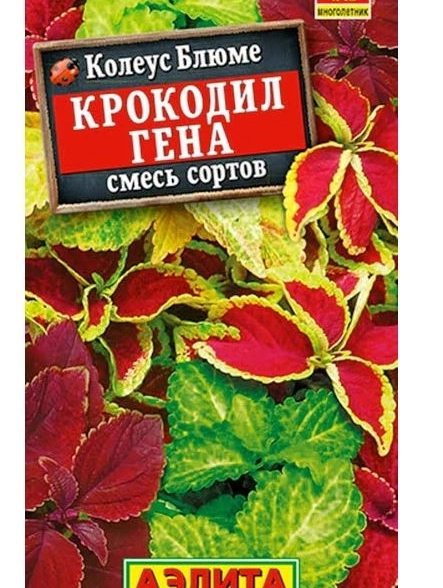 Колеус блюме Крокодил Гена Аэлита Ц