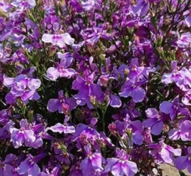 Лобелия Лилак палас кустовая Аэлита Ц