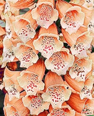Наперстянка Дотти персиковая Аэлита Ц