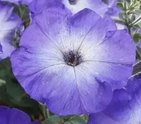 Петуния Джоконда сатурн голубая Аэлита Ц