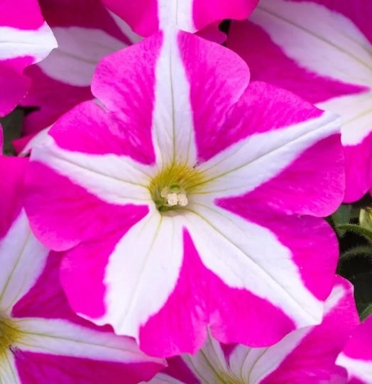 Петуния Джоконда звездная розово-белая Аэлита Ц