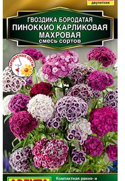 Гвоздика Пиноккио карликовая махровая Аэлита Ц