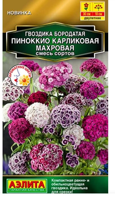 Гвоздика Пиноккио карликовая махровая Аэлита Ц