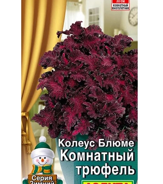 Колеус комнатный Трюфель Аэлита Ц