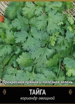 Кориандр Тайга (А) 300466