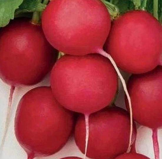 Редис Краса Алтая (сиб.серия) (ЦВ) 3гр.