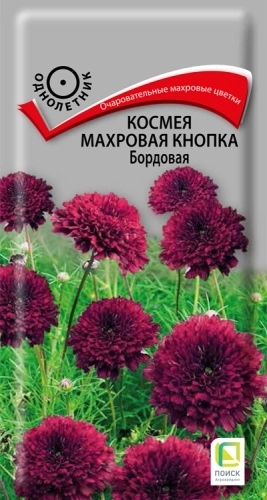 Космея Махровая кнопка Бордовая ЦВ 0,1гр