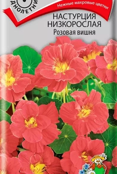 Настурция низкорослая Розовая вишня ЦВ 1гр.