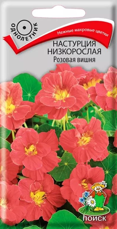 Настурция низкорослая Розовая вишня ЦВ 1гр.