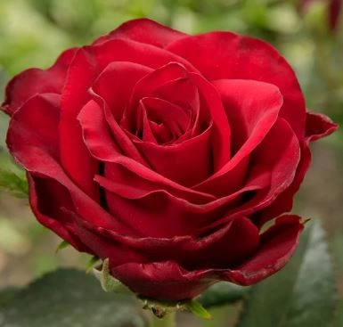Роза чайно-гибридная Гладиатор Садовита