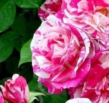 Роза Инес Састер плетистая Садовита