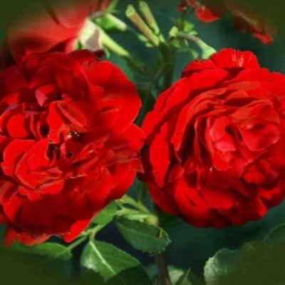 Роза плетистая Сантана Садовита