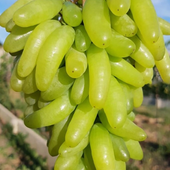 Виноград Ламборджини кишмиш средний Садовита