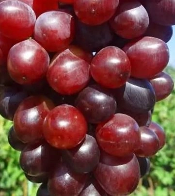 Виноград Сказка кишмиш ранний Садовита