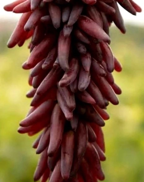 Виноград Хэллоуин кишмиш ранний Садовита