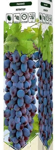 Виноград Юпитер ранний Садовита