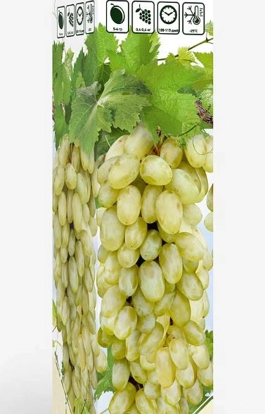 Виноград Тимур очень ранний Садовита