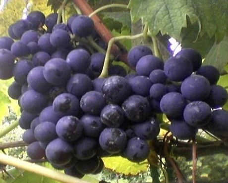 Виноград Фиолетовый ранний ранний Садовита