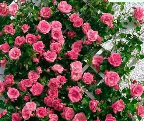 Роза плетистая Лавиния Садовита