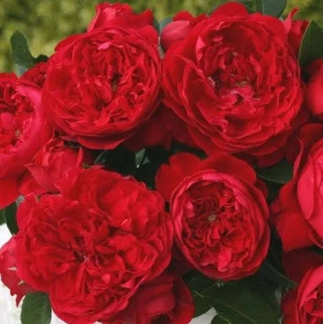 Роза спрей Эротик Рококо Садовита