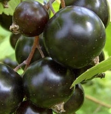 Смородина черная Валовая 753138