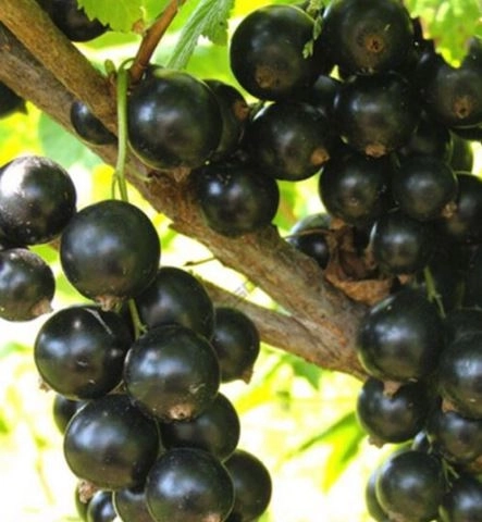 Смородина черная Ленинградский великан 753133