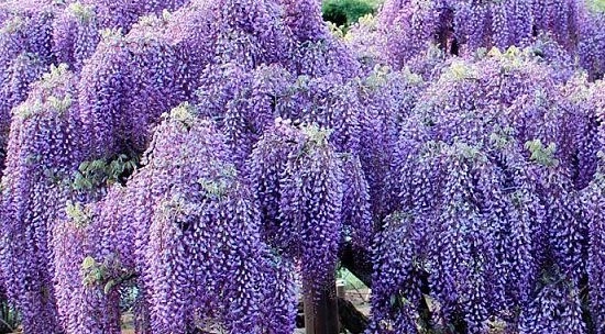 Глициния макростахия Блю Мун/ЦКор