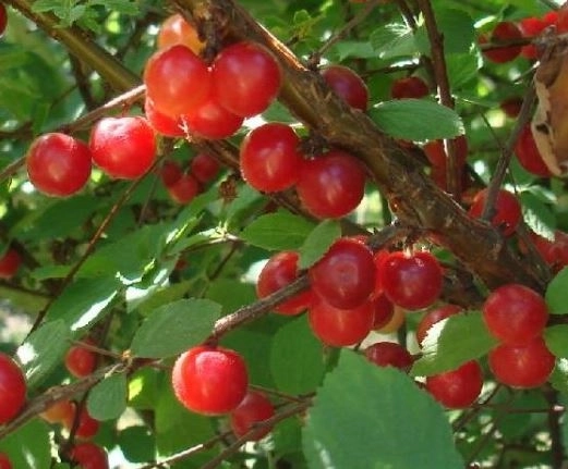 Вишня войлочная Алиса/С