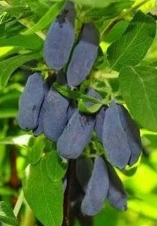 Жимолость съедобная Лебедушка/ЦКор