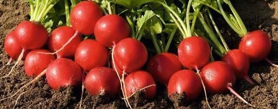 Редис Рудольф F1 1гр Bejo Садовита Ц