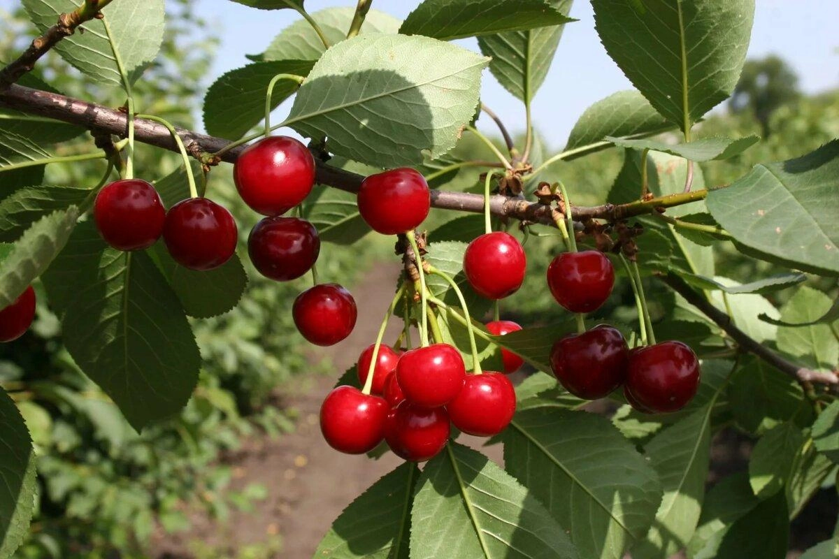 Вишня Ивановна (дюк)/С