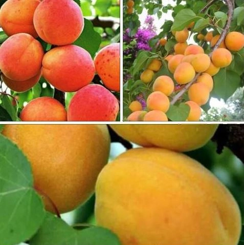 Дерево-сад Абрикос/3 сорта/Жигулевский сувенир/Триумф северный/Чемпион Севера